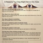 Healing Cream for Dogs with Dry, Irritated & Pele com coceira | Fast-Absorbing Pet Skin Relief | 2 onças - Image 9