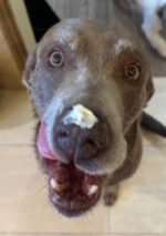 Healing Cream for Dogs with Dry, Irritated & Pele com coceira | Fast-Absorbing Pet Skin Relief | 2 onças - Image 4
