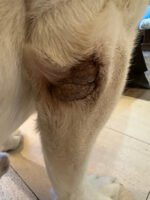 Healing Cream for Dogs with Dry, Irritated & Pele com coceira | Fast-Absorbing Pet Skin Relief | 2 onças - Image 8
